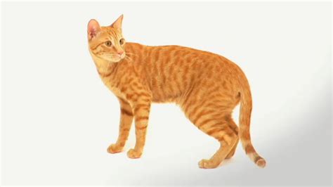 mau .